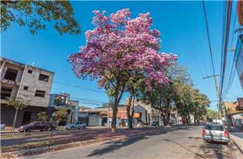 Estão previstas atividades de plantio, blitz educativa, curso sobre legislação ambiental e passeio ecológico.